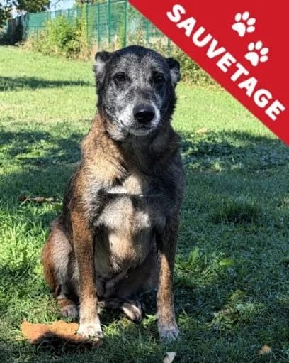 Nelly, female senior Belgian Malinois for adoption at APA63 Clermont-Ferrand, Clermont-Ferrand