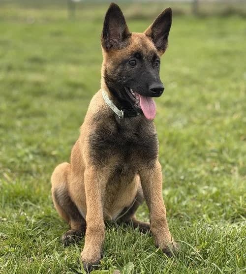 Rubis, female Belgian Malinois for adoption at APA63 Clermont-Ferrand, Clermont-Ferrand