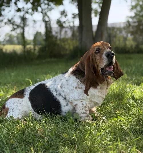Pitchoune, female 7yo Basset Hound for adoption at APA63 Clermont-Ferrand, Clermont-Ferrand