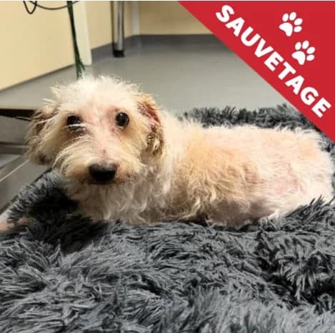 Gribouille, female senior mixed breed for adoption at APA63 Clermont-Ferrand, Clermont-Ferrand