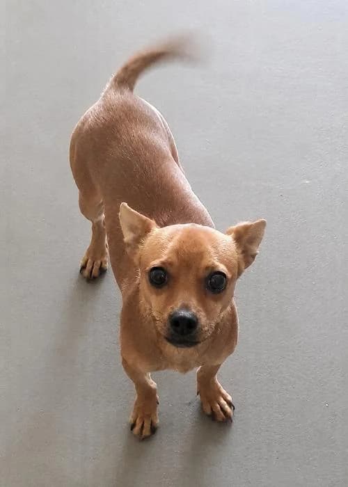 Caramel, male young mixed breed for adoption at APA63 Clermont-Ferrand, Clermont-Ferrand