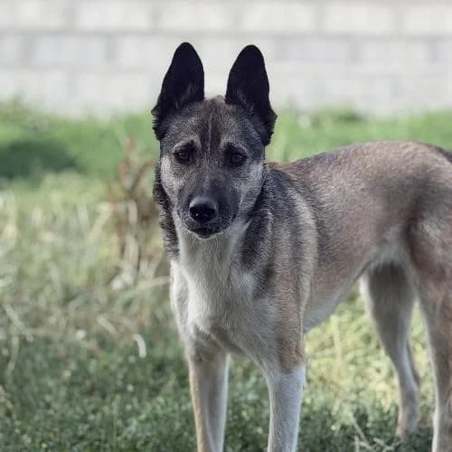 Princesse, female 3yo mixed breed for adoption at APA63 Clermont-Ferrand, Clermont-Ferrand