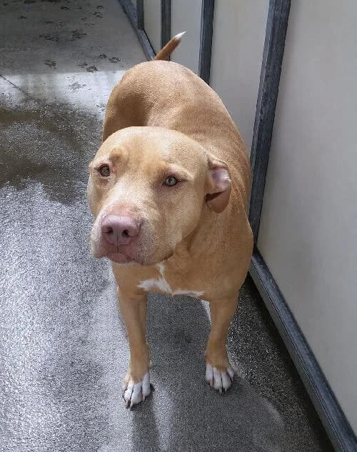 Tex, female 5yo mixed breed for adoption at APA63 Clermont-Ferrand, Clermont-Ferrand