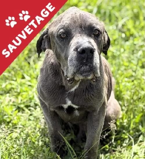 Maiko, male senior Cane Corso for adoption at APA63 Clermont-Ferrand, Clermont-Ferrand