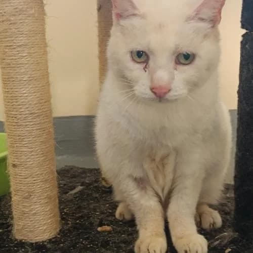 Blanche, female senior mixed breed for adoption at APA63 Clermont-Ferrand, Clermont-Ferrand