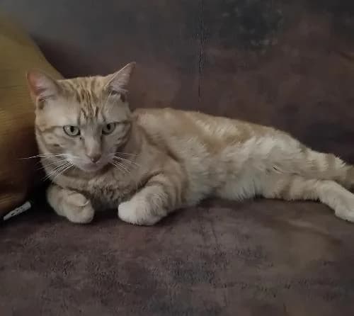 Mohan, male 3yo mixed breed for adoption at APA63 Clermont-Ferrand, Clermont-Ferrand