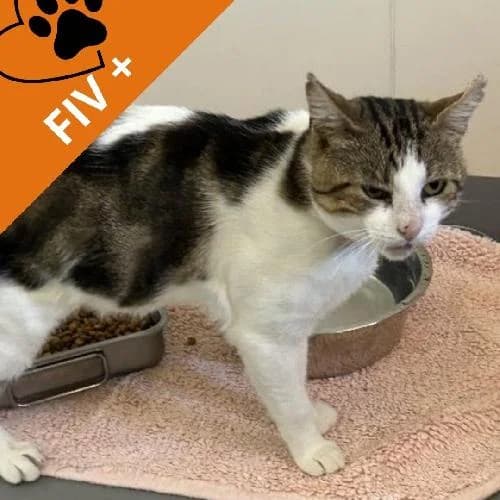 Yuki, male 4yo mixed breed for adoption at APA63 Clermont-Ferrand, Clermont-Ferrand