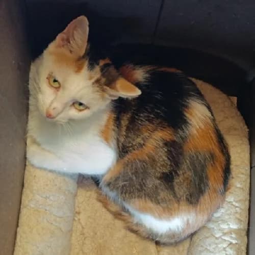 Mona, female 4yo mixed breed for adoption at APA63 Clermont-Ferrand, Clermont-Ferrand