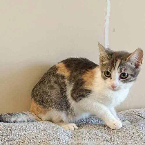 Celeste, female mixed breed for adoption at APA63 Clermont-Ferrand, Clermont-Ferrand