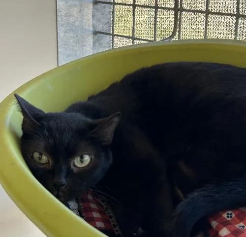 Ebene, female 7yo mixed breed for adoption at APA63 Clermont-Ferrand, Clermont-Ferrand