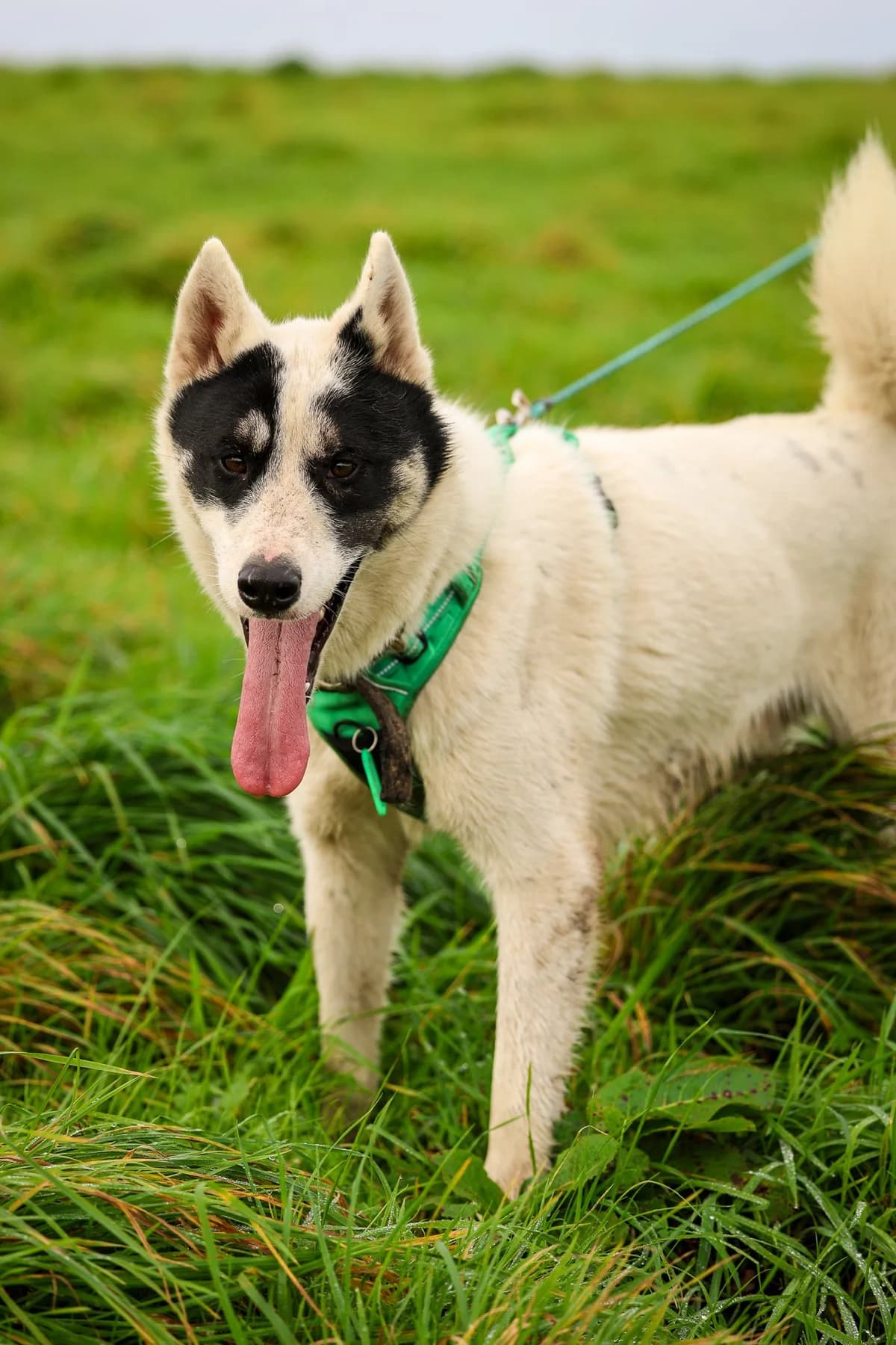 Anouko, male young Mixed Breed for adoption at APAA Trégrom