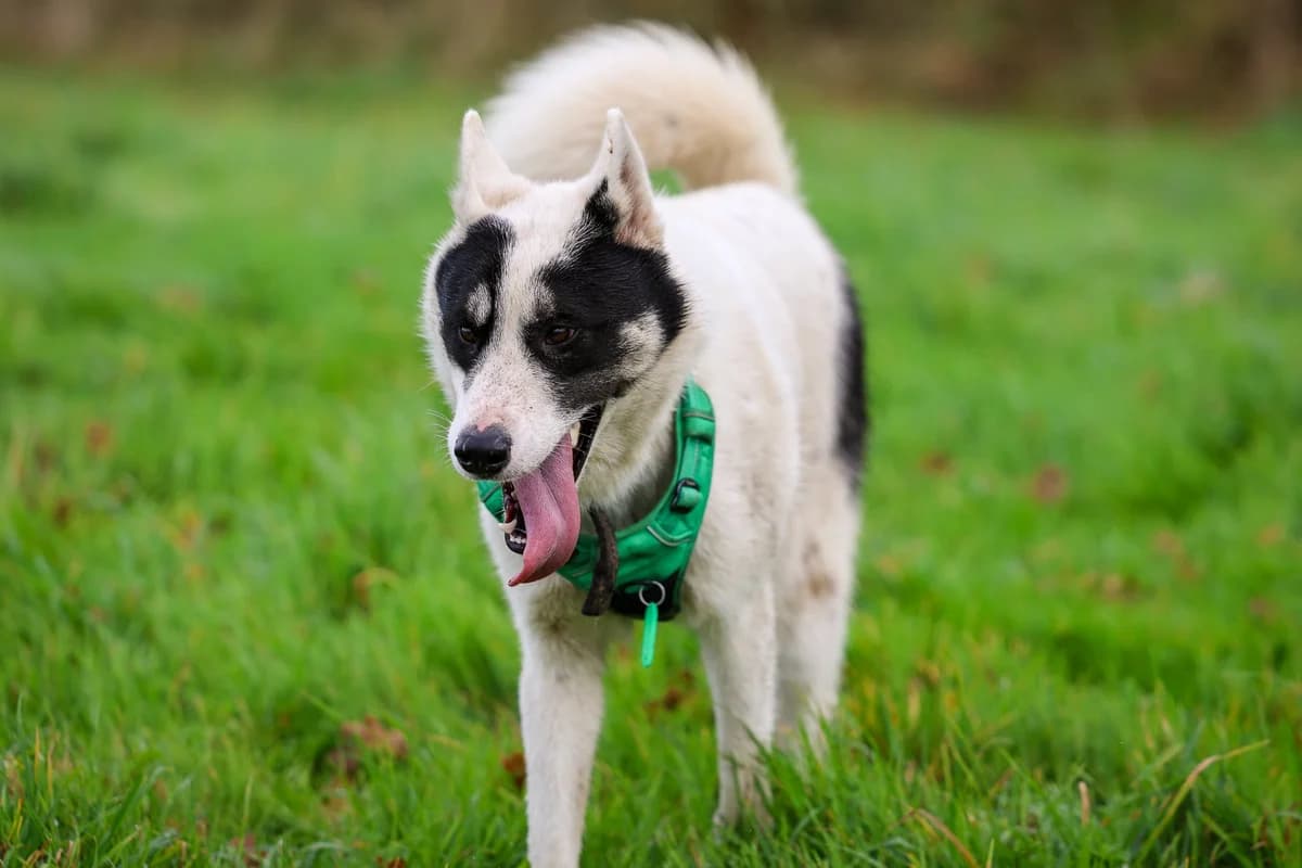Anouko, male Mixed Breed for adoption at APAA Trégrom — photo 2 of 3