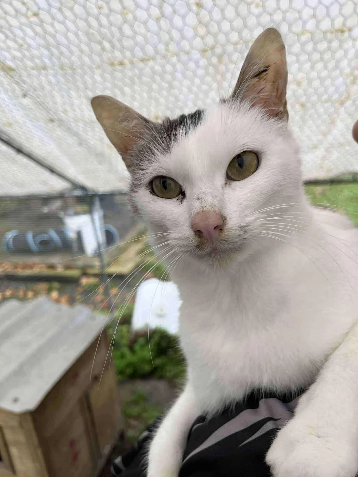 Ariel, female young European Shorthair for adoption at APAA Trégrom