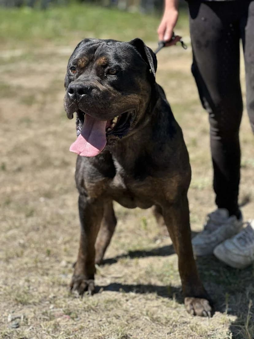 Mirage, male Mixed Breed for adoption at APAA Trégrom