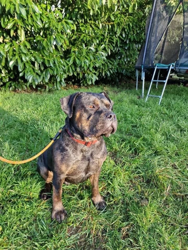 Mirage, male Mixed Breed for adoption at APAA Trégrom — photo 3 of 3