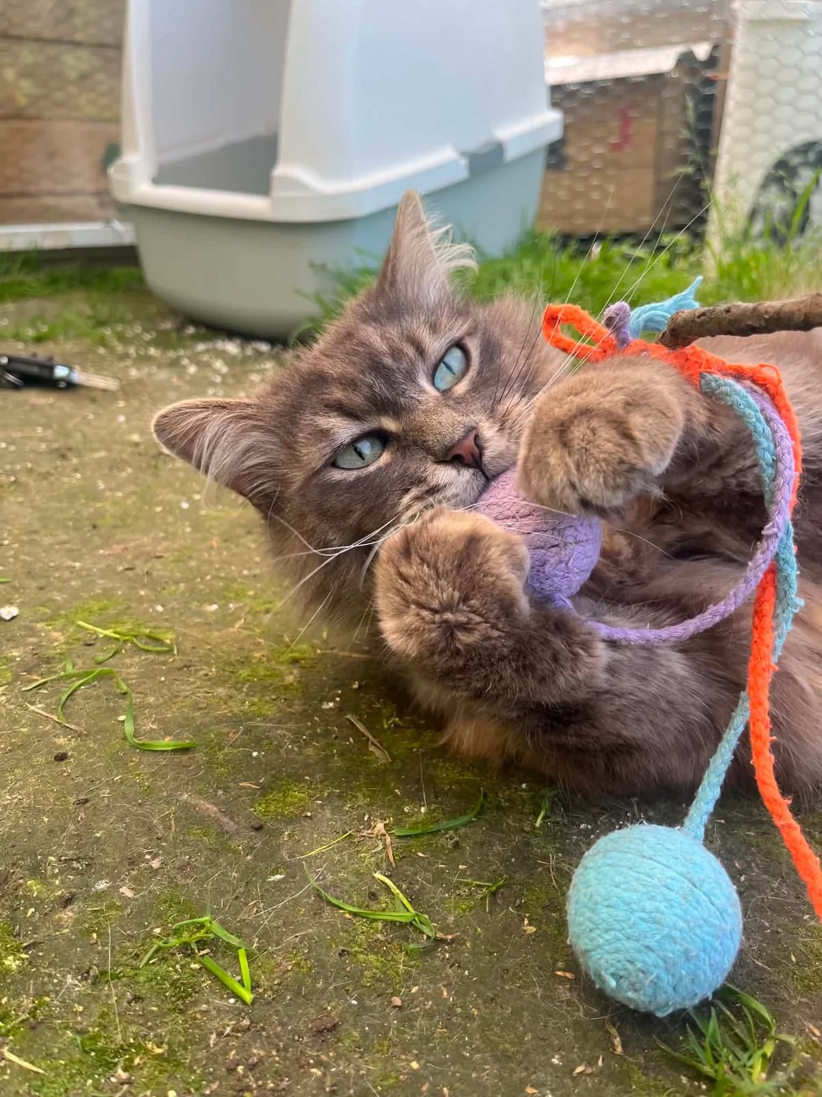 Auguste, male 3yo European Shorthair for adoption at APAA Trégrom
