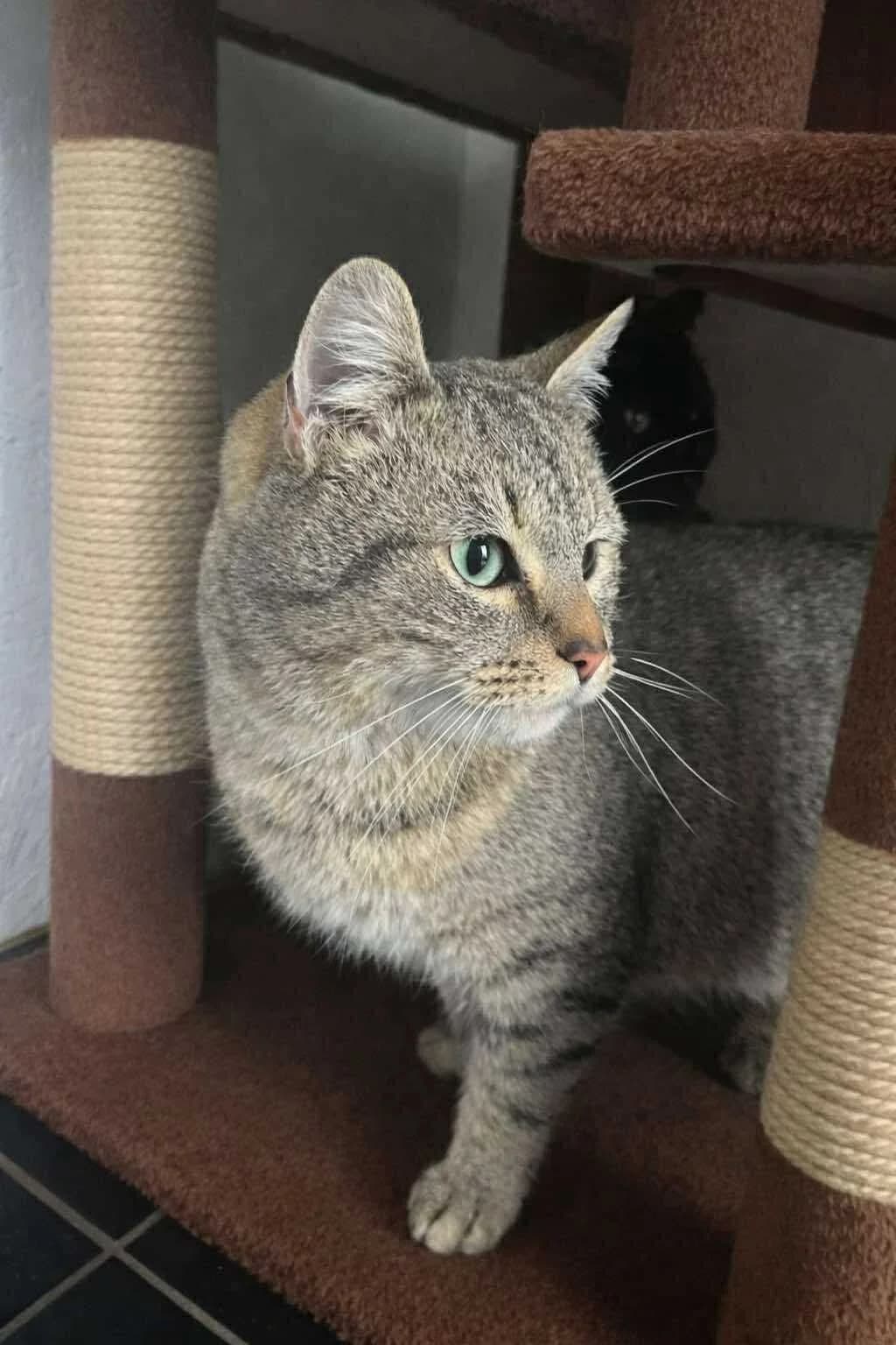 Baloo, male young European Shorthair for adoption at APAA Trégrom