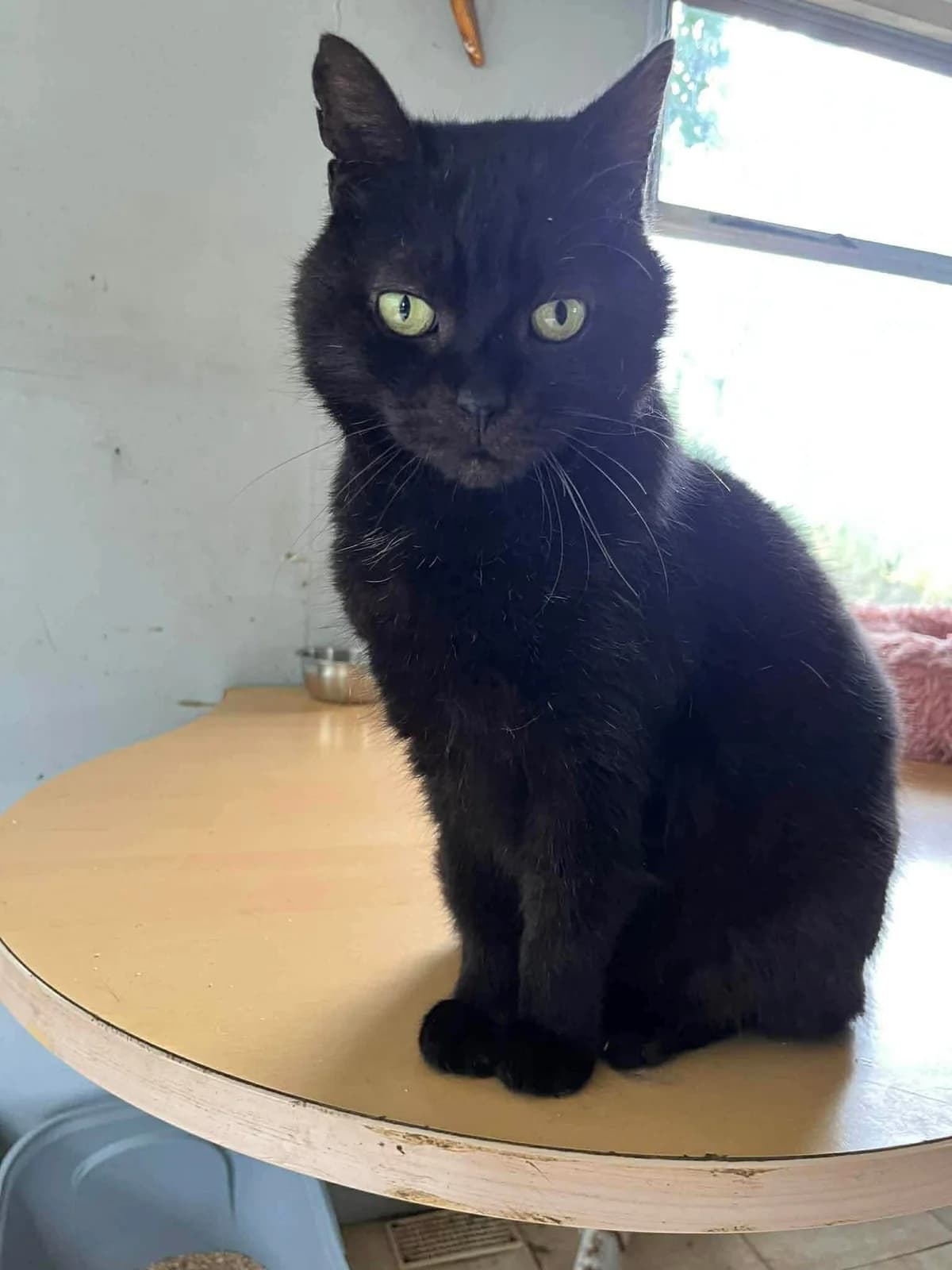 Bello, male young European Shorthair for adoption at APAA Trégrom