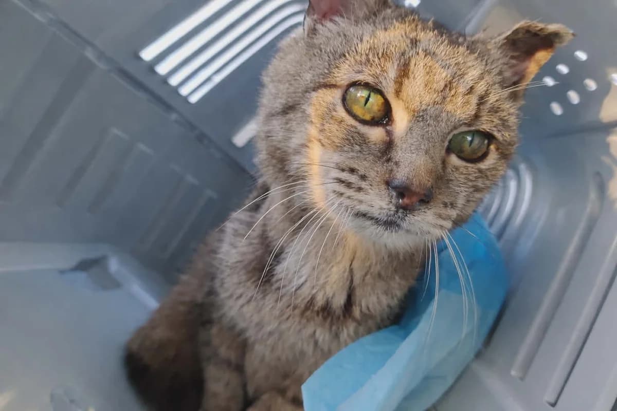 Bergamote, female European Shorthair for adoption at APAA Trégrom