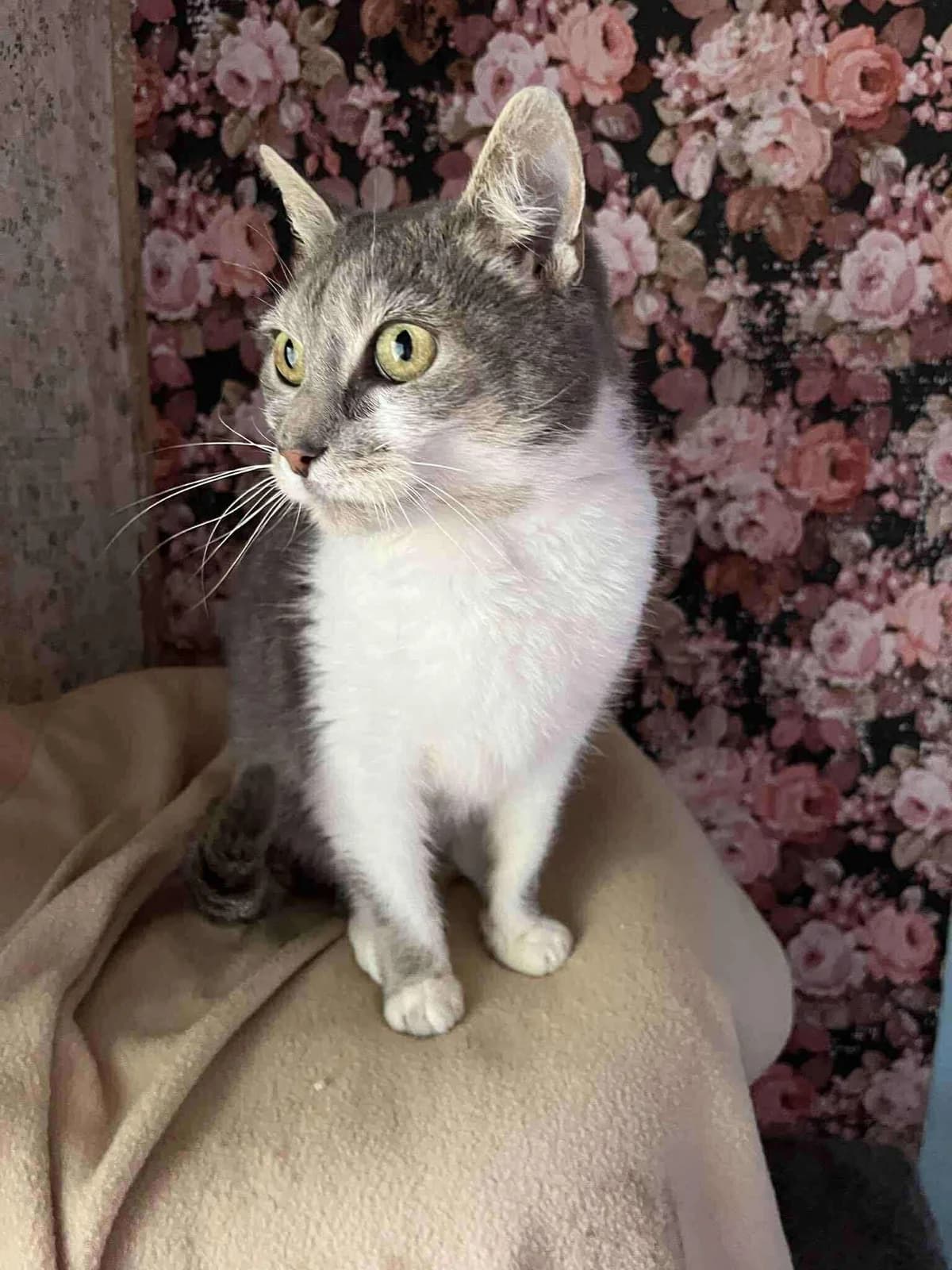Bichette, female 5yo European Shorthair for adoption at APAA Trégrom