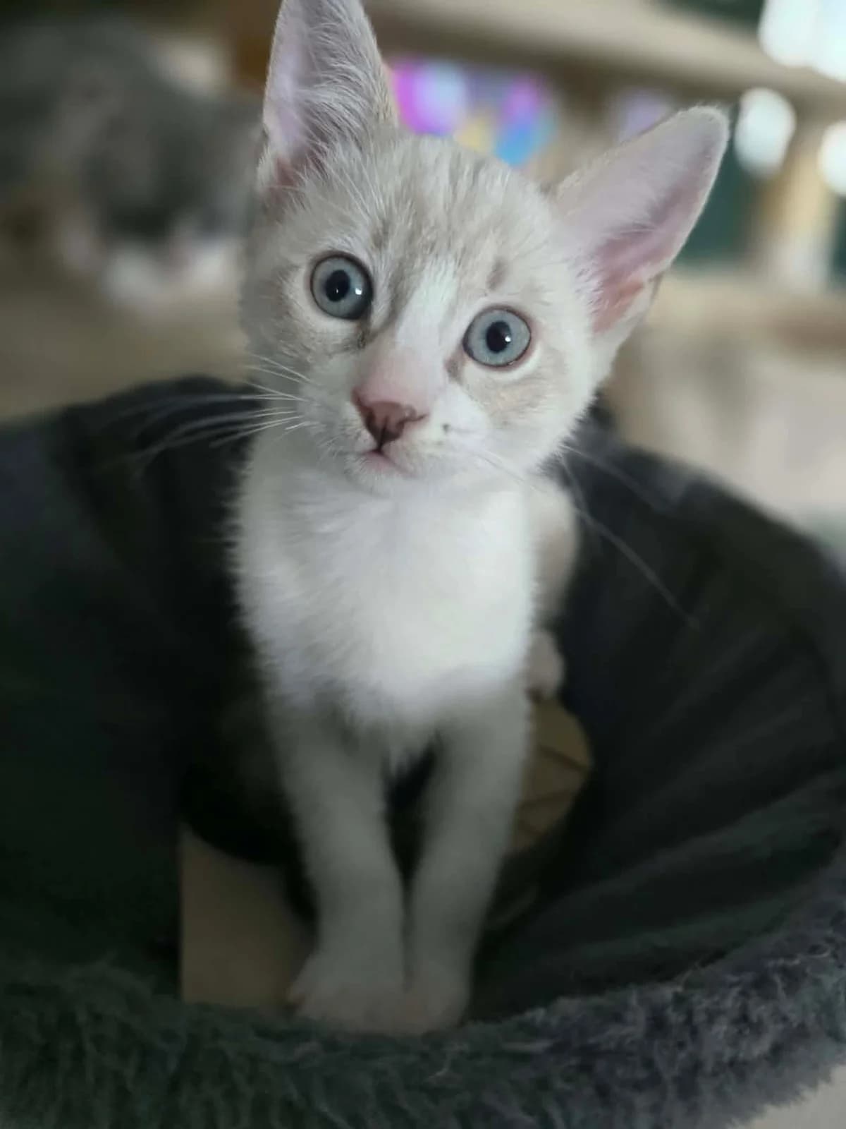 Boston, male puppy European Shorthair for adoption at APAA Trégrom