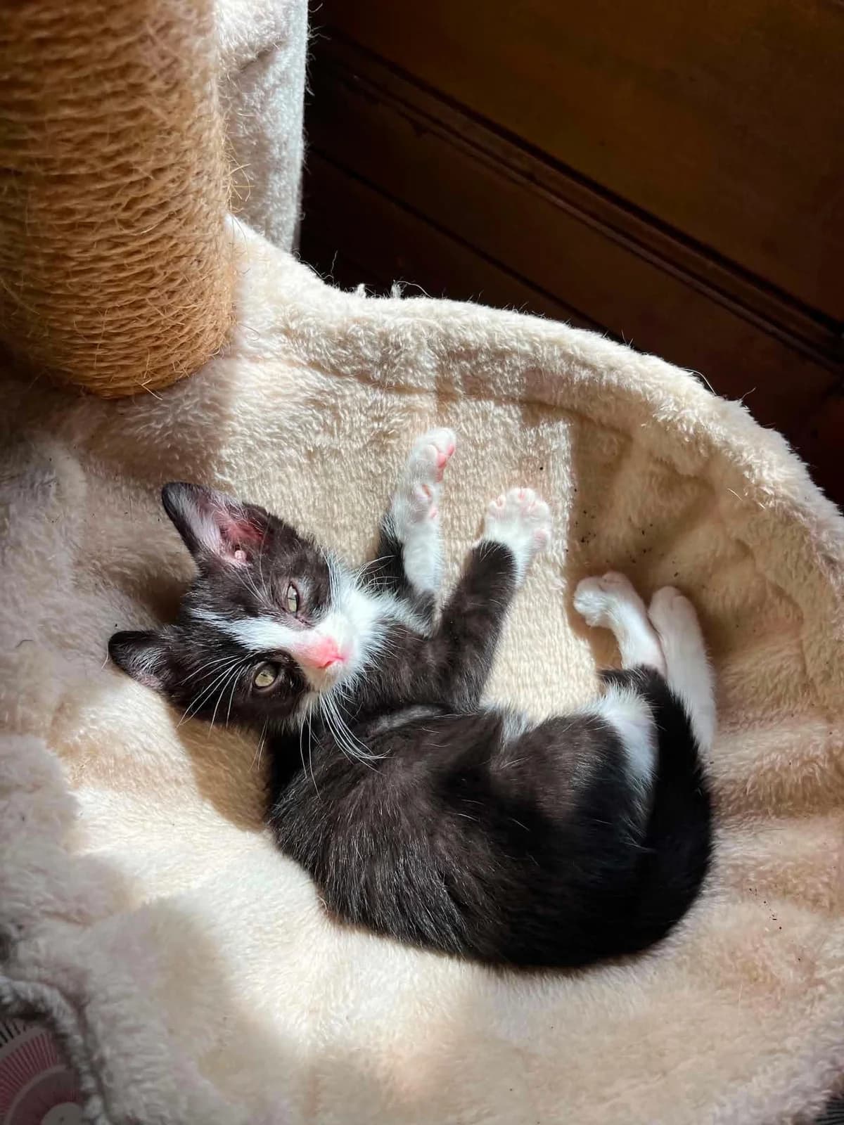 Bretzel, male puppy European Shorthair for adoption at APAA Trégrom