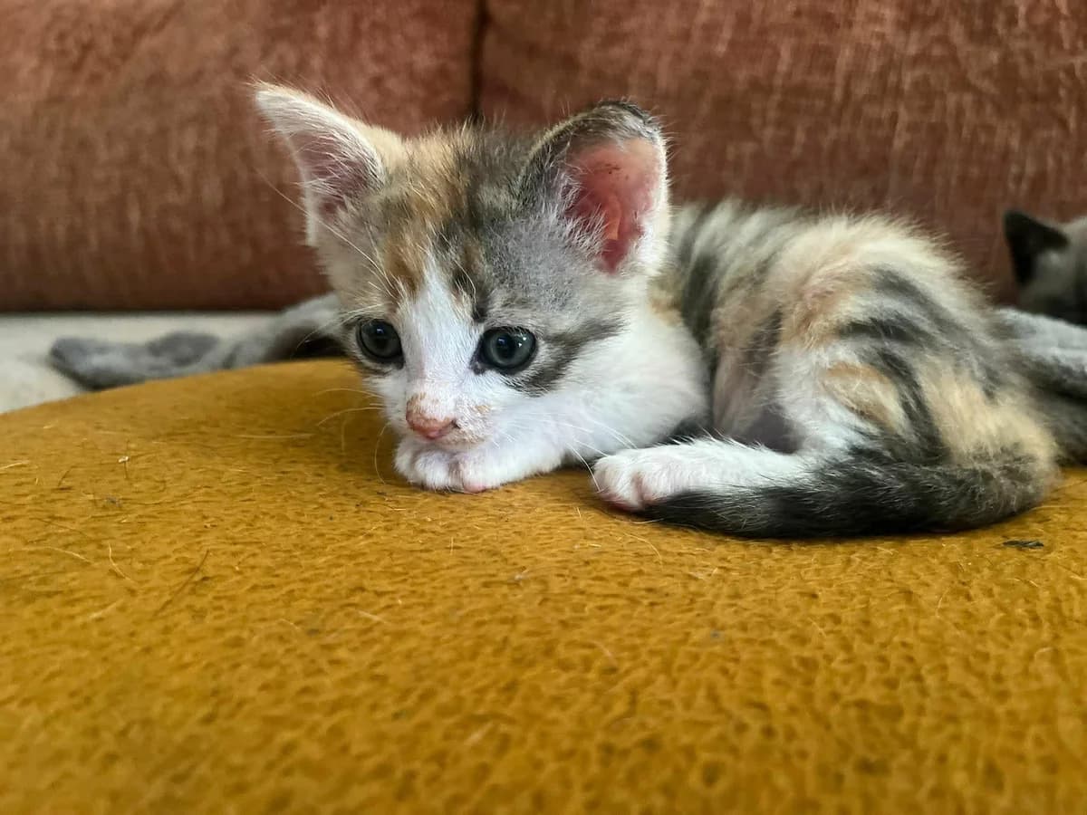 Britney, female puppy European Shorthair for adoption at APAA Trégrom