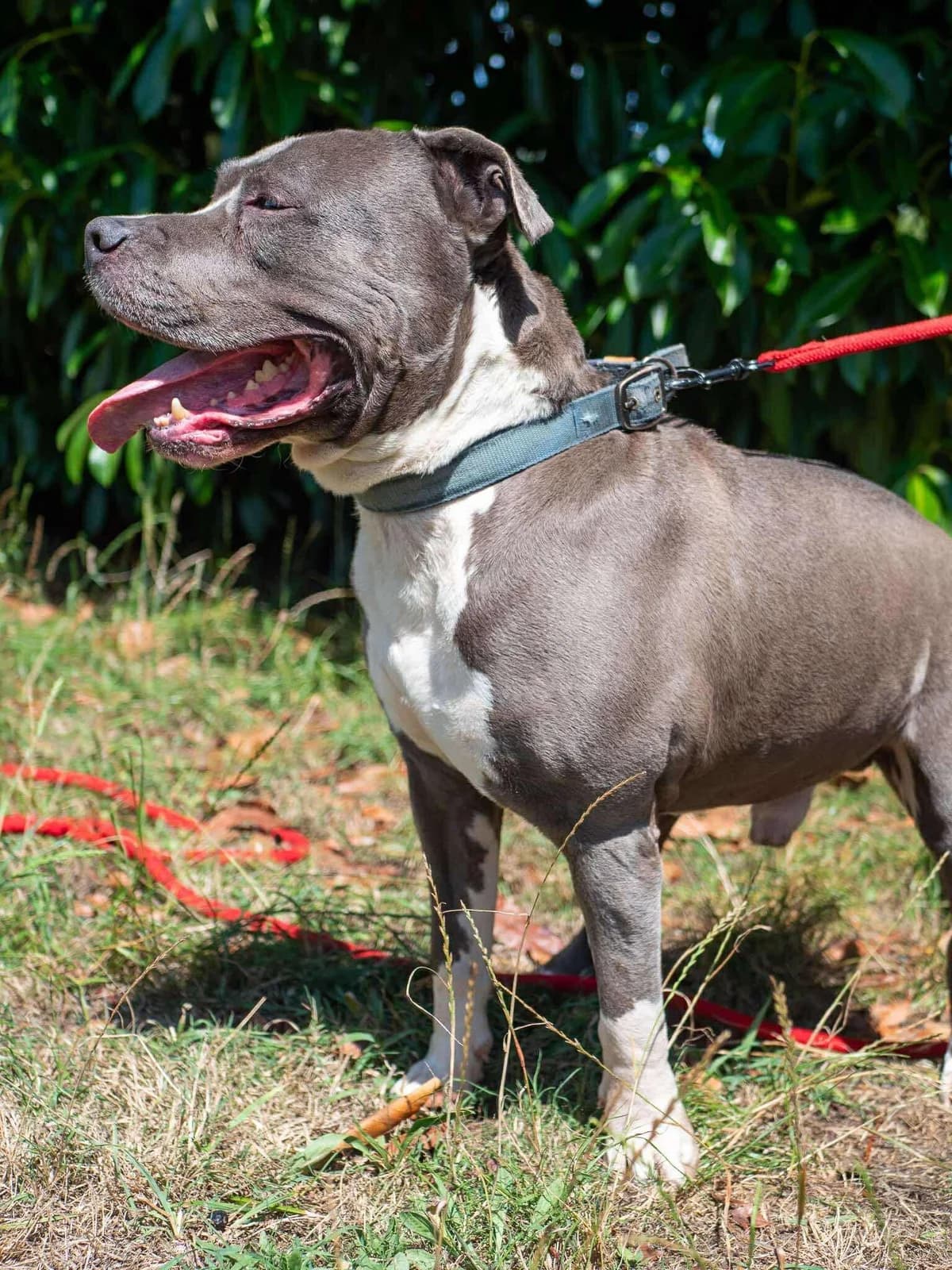 Camps, male American Staffordshire Terrier for adoption at APAA Trégrom — photo 2 of 3
