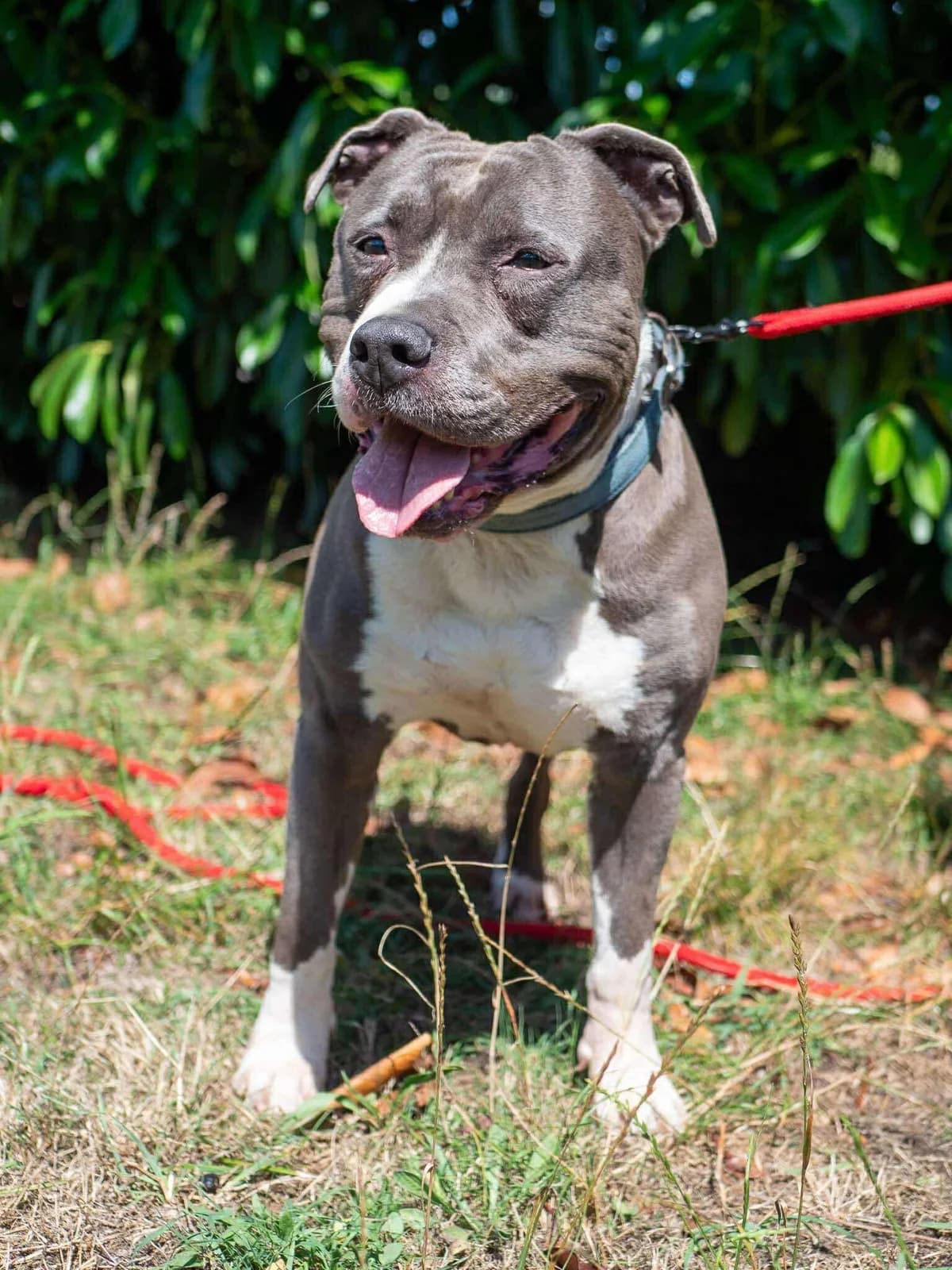 Camps, male American Staffordshire Terrier for adoption at APAA Trégrom — photo 3 of 3