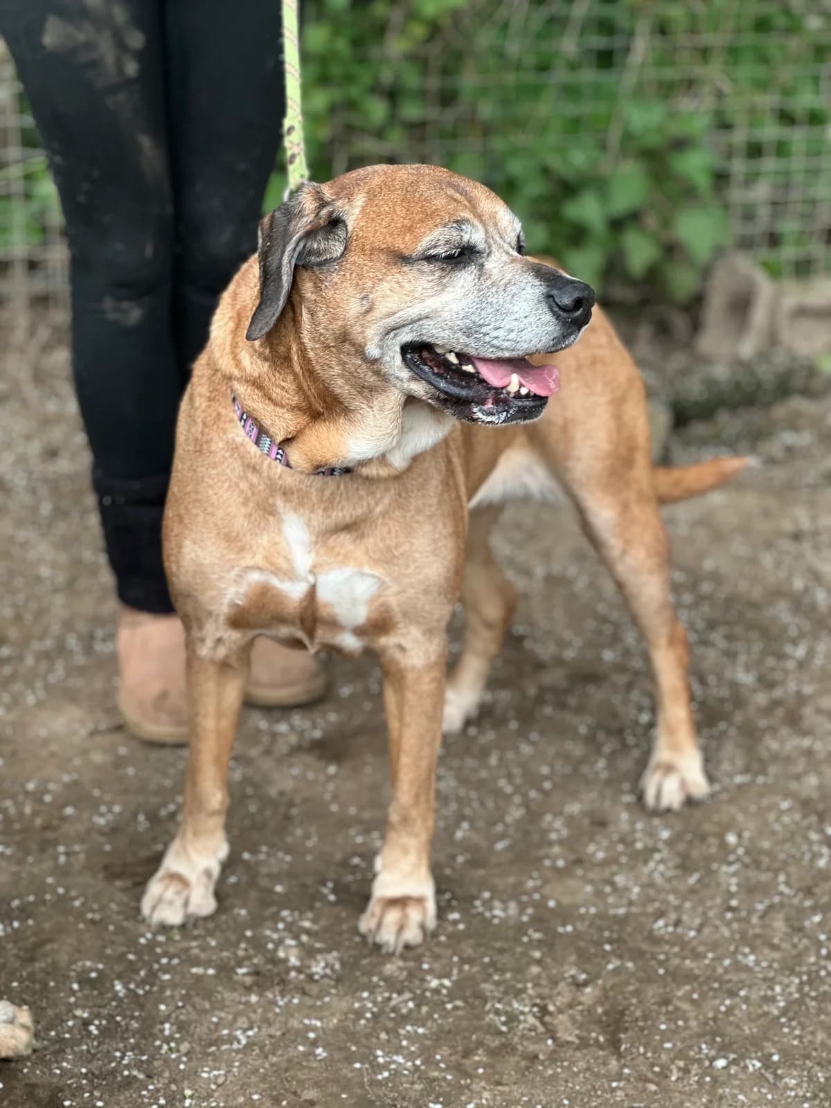 Naya, female senior mixed breed for adoption at APAA Trégrom