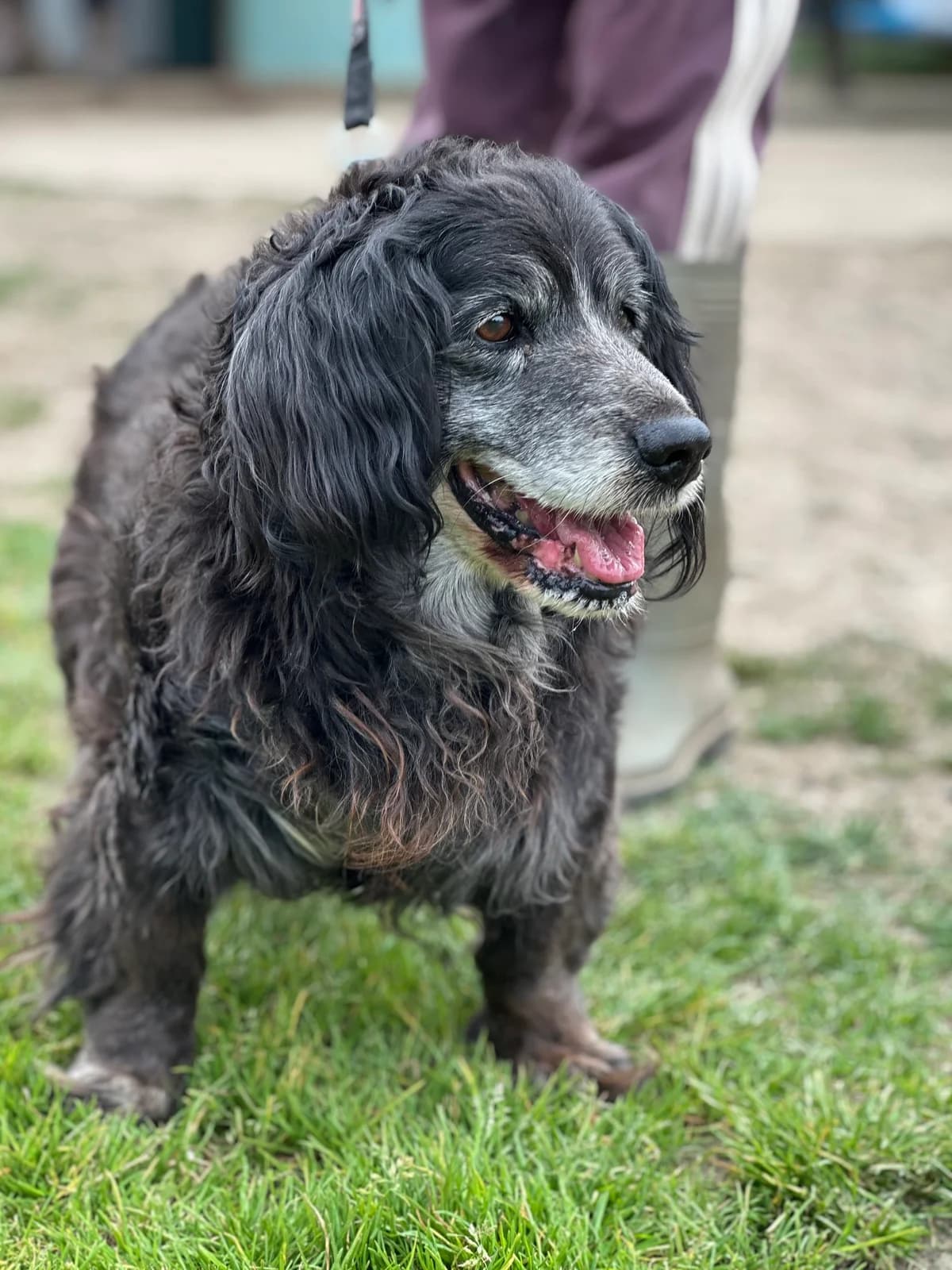 Fifi, male senior Cocker Spaniel for adoption at APAA Trégrom