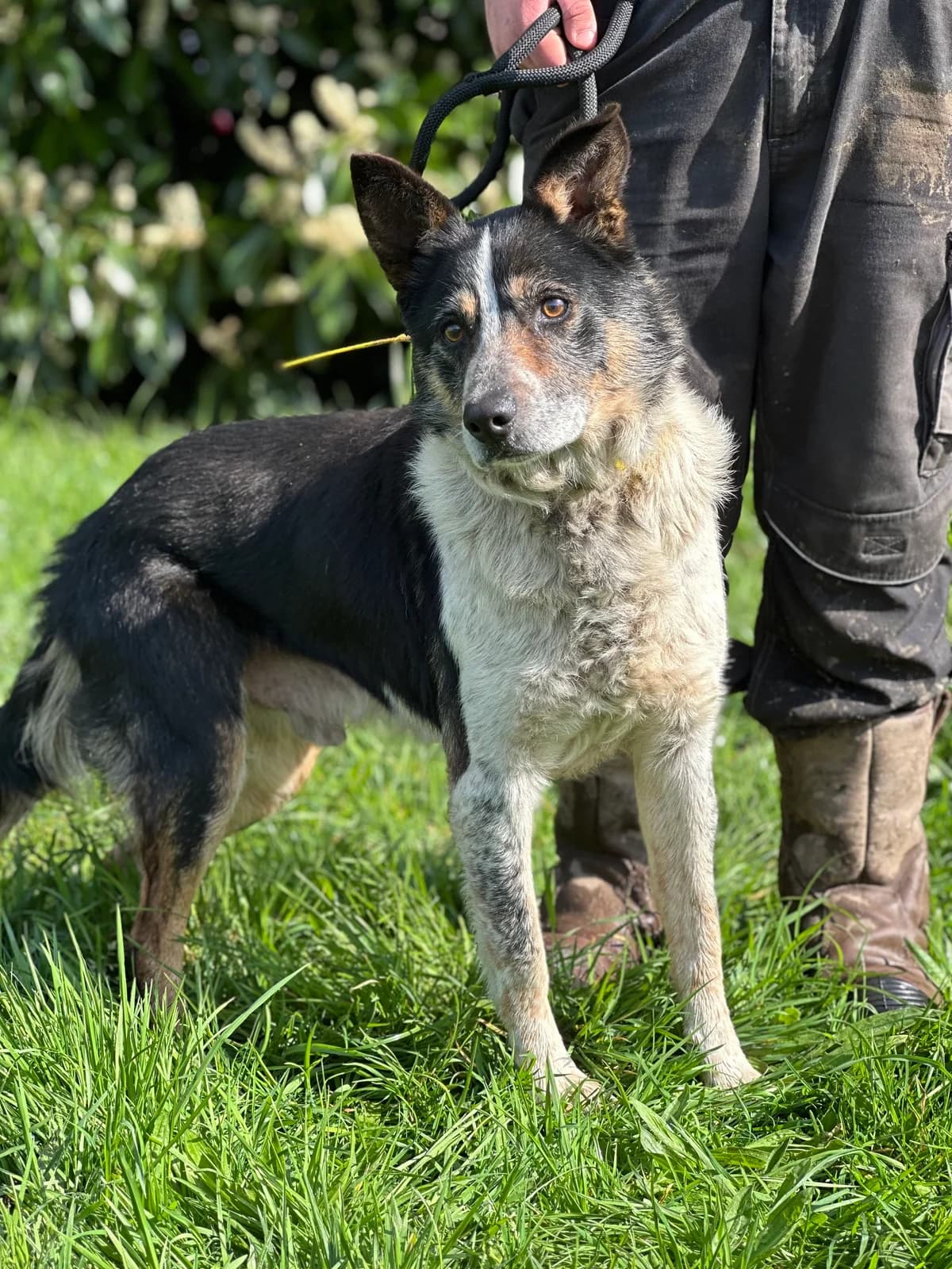 Jeff, male senior Border Collie for adoption at APAA Trégrom