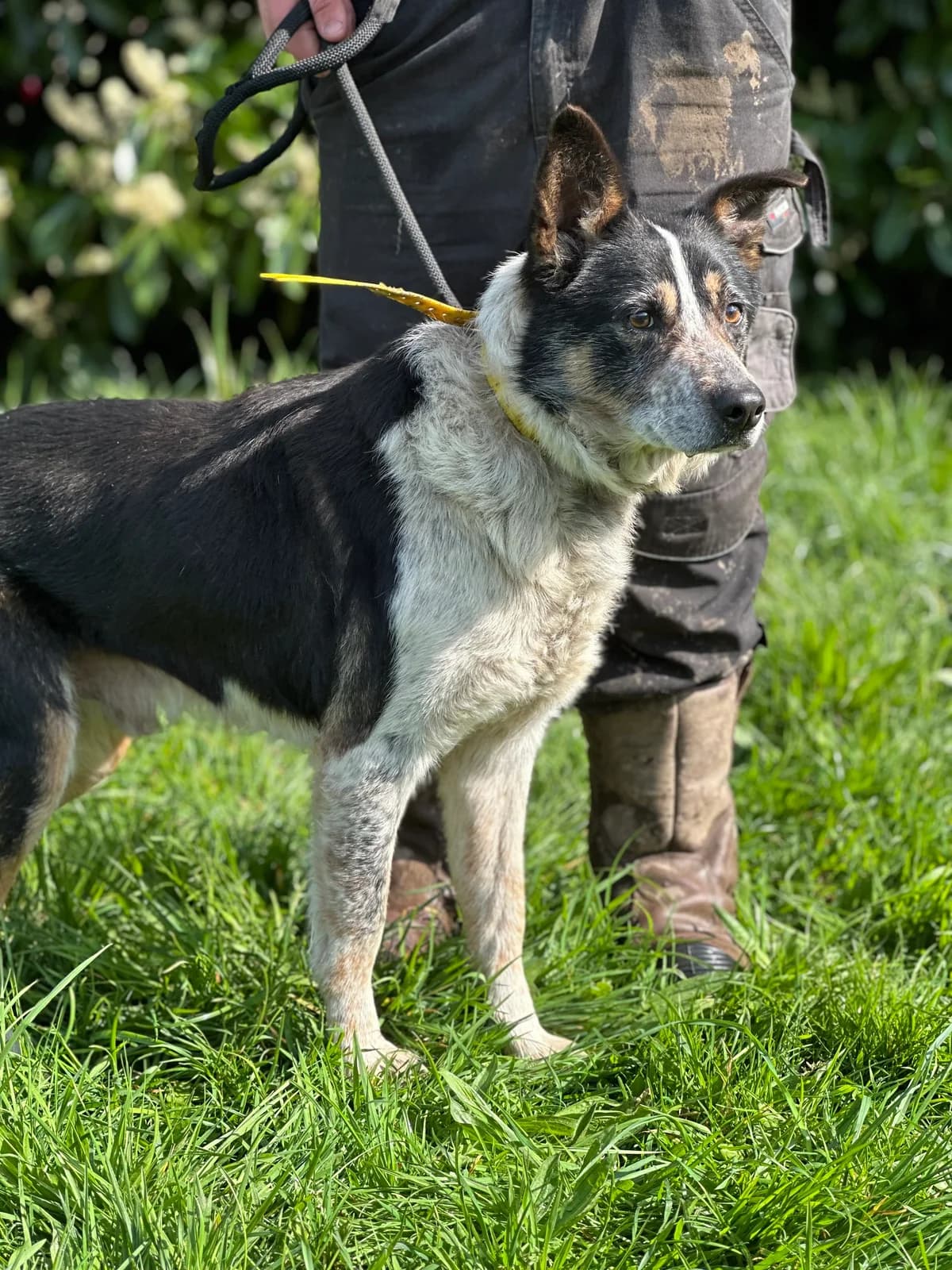 Jeff, male Border Collie for adoption at APAA Trégrom — photo 2 of 3