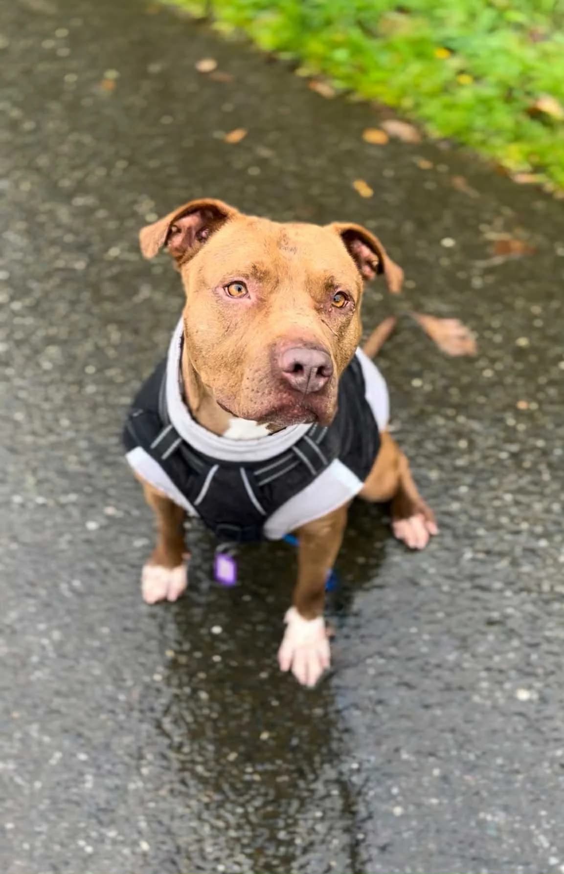 Chanel, female mixed breed for adoption at APAA Trégrom