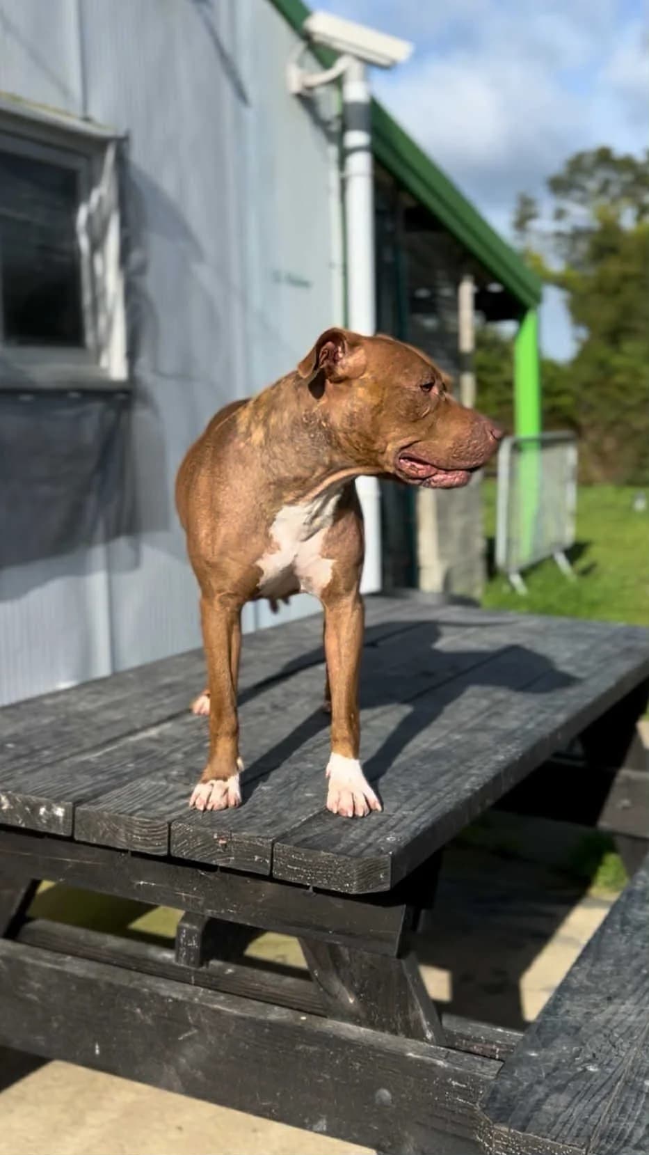 Chanel, female mixed breed for adoption at APAA Trégrom — photo 2 of 3
