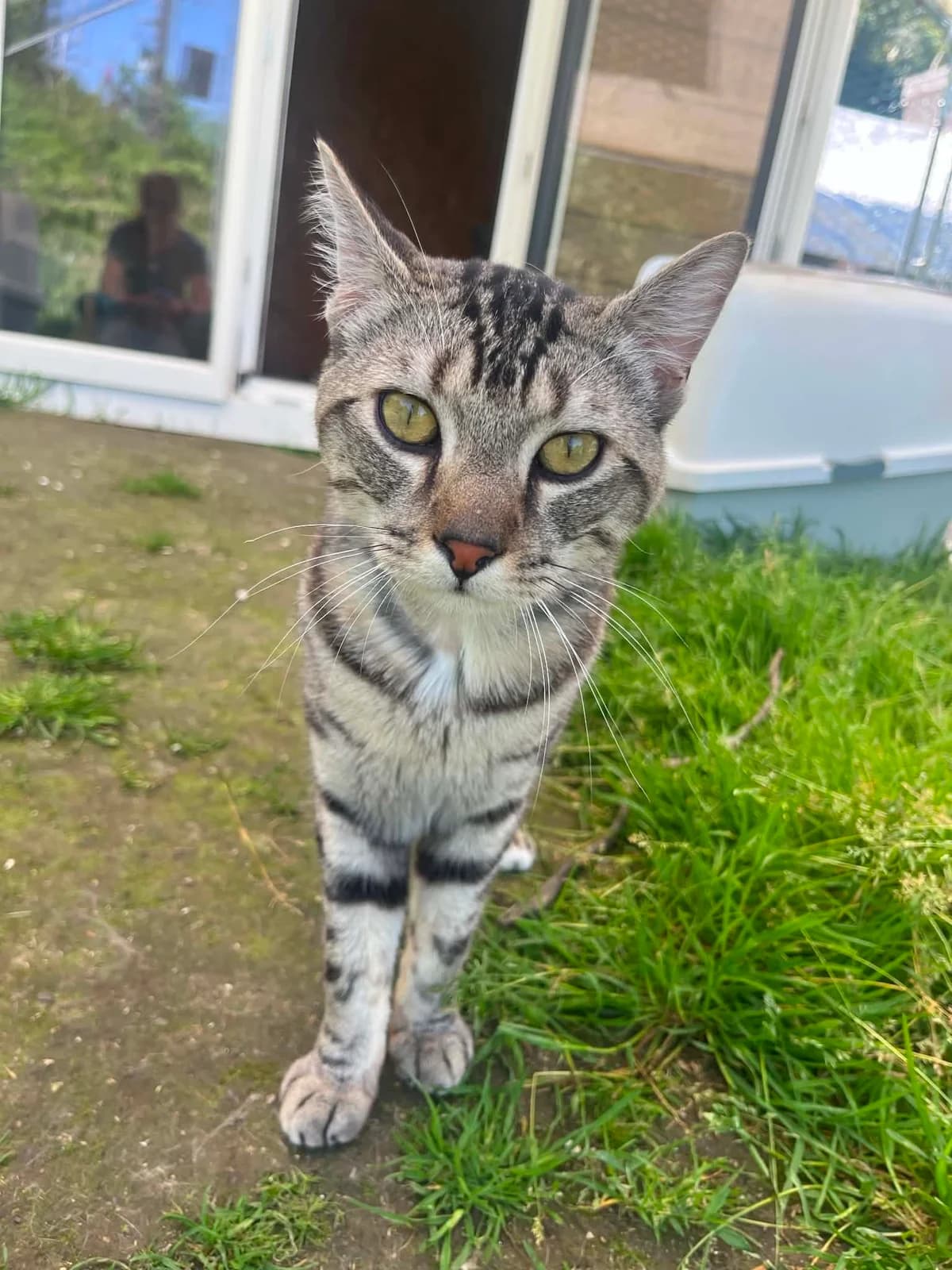 Elioz, male young European Shorthair for adoption at APAA Trégrom