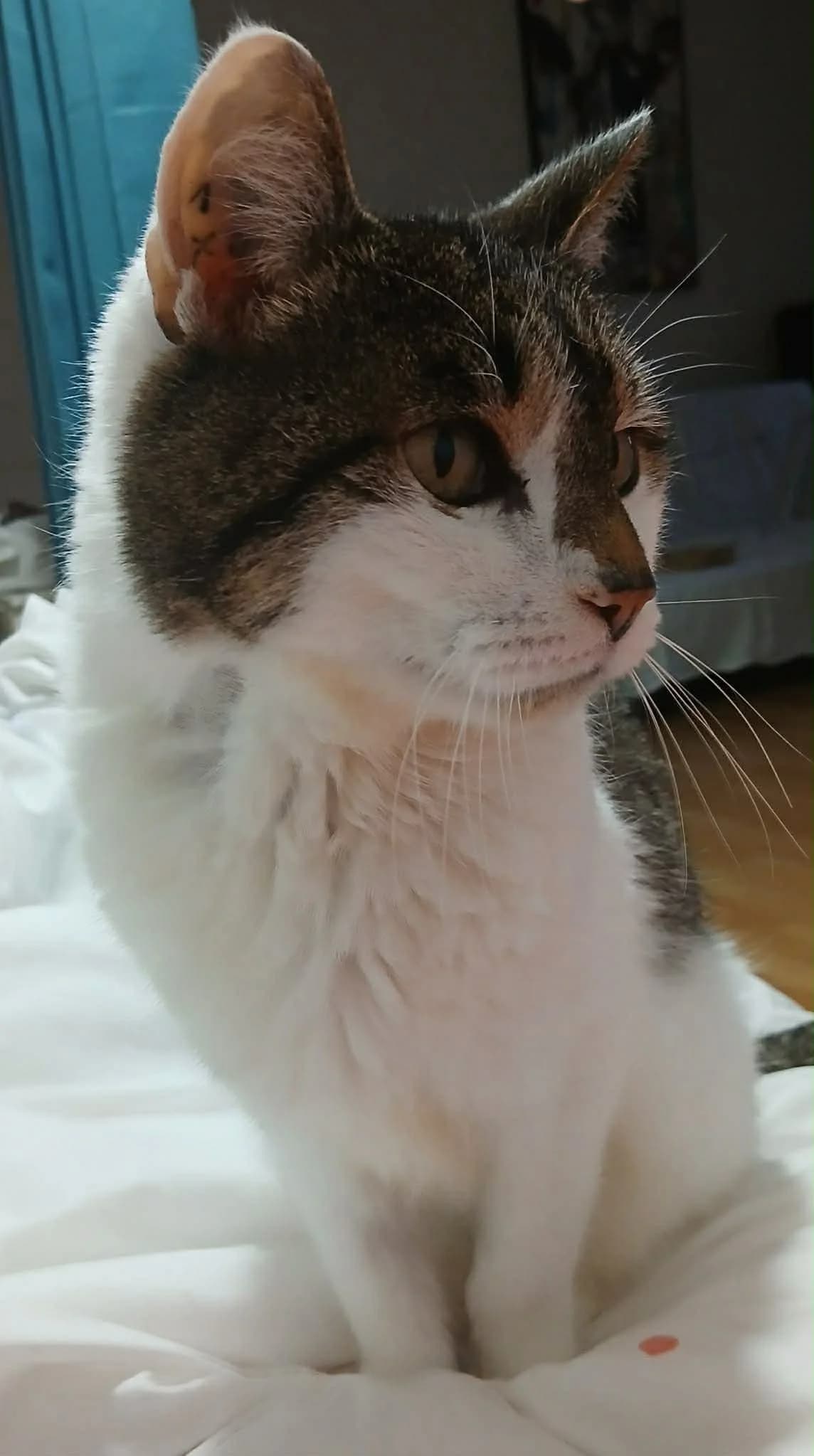 Fripon, male senior European Shorthair for adoption at APAA Trégrom
