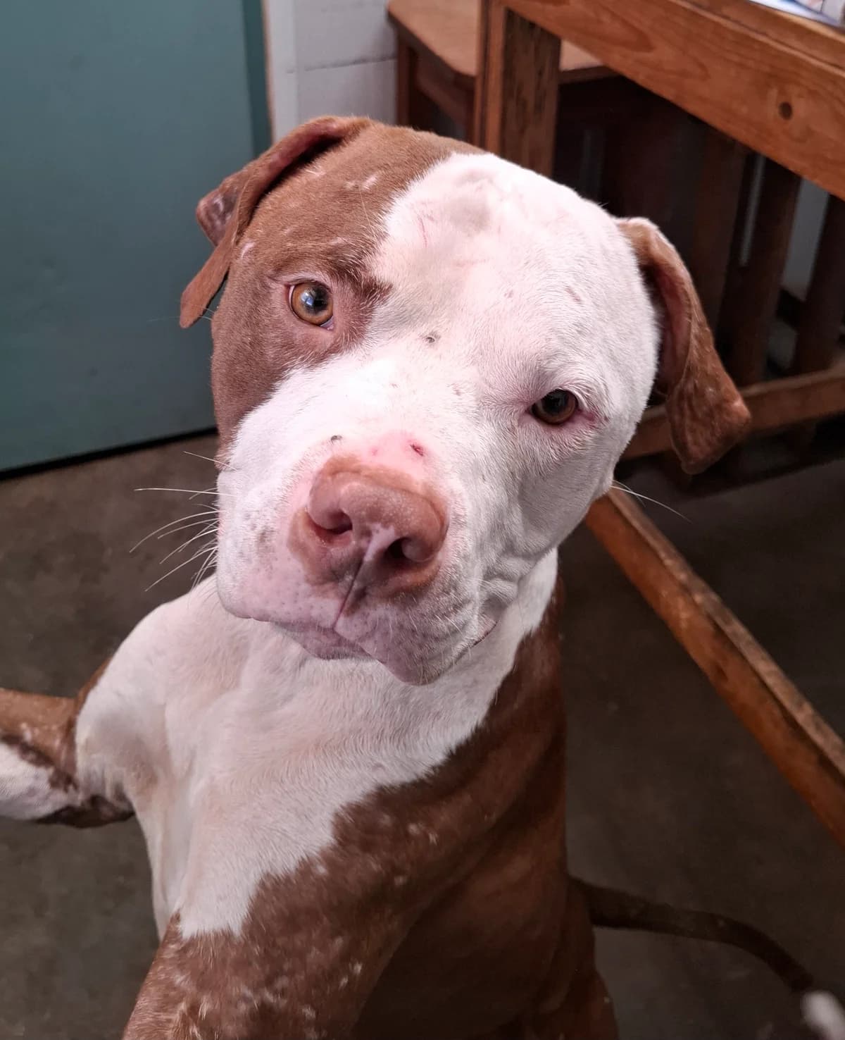 Hector, male 3yo Staffordshire Bull Terrier for adoption at APAA Trégrom