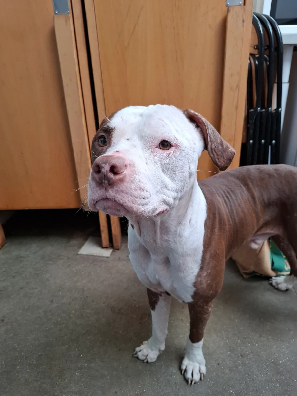 Hector, male Staffordshire Bull Terrier for adoption at APAA Trégrom — photo 2 of 3