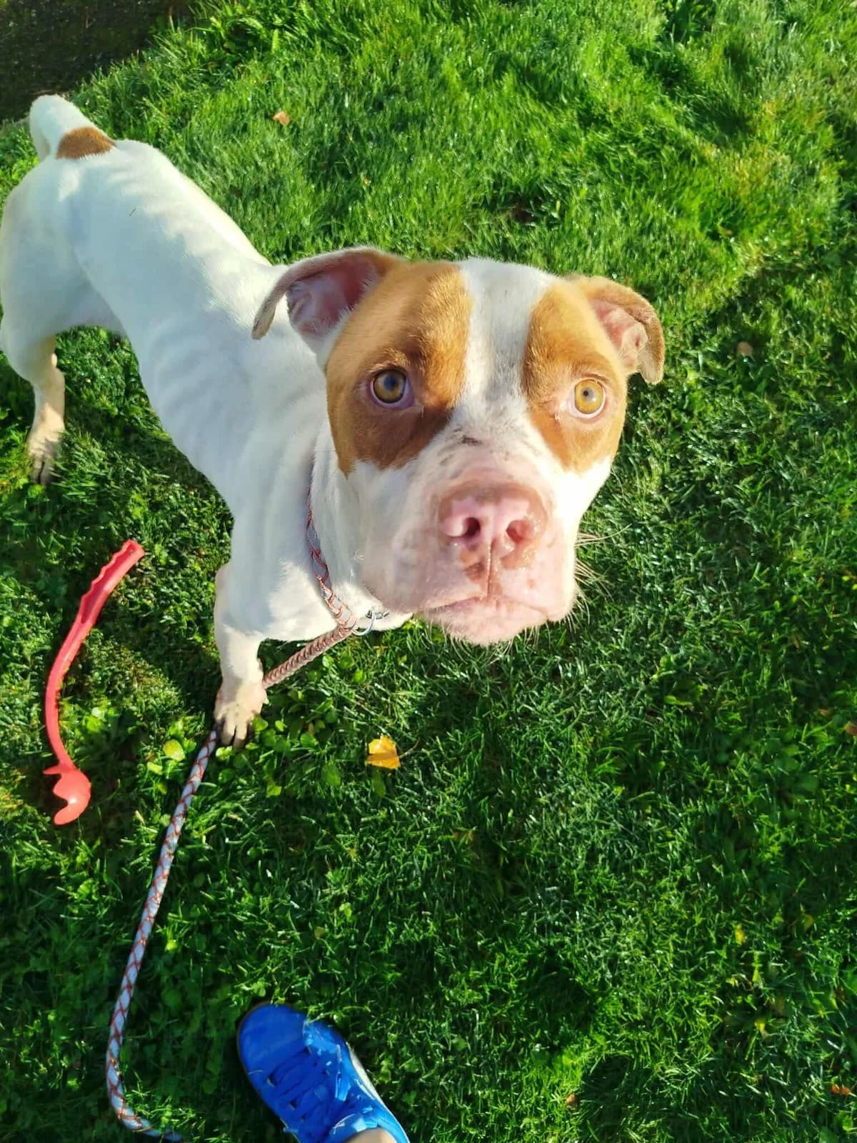 Alpha, male 4yo Mixed Breed for adoption at APAA Trégrom