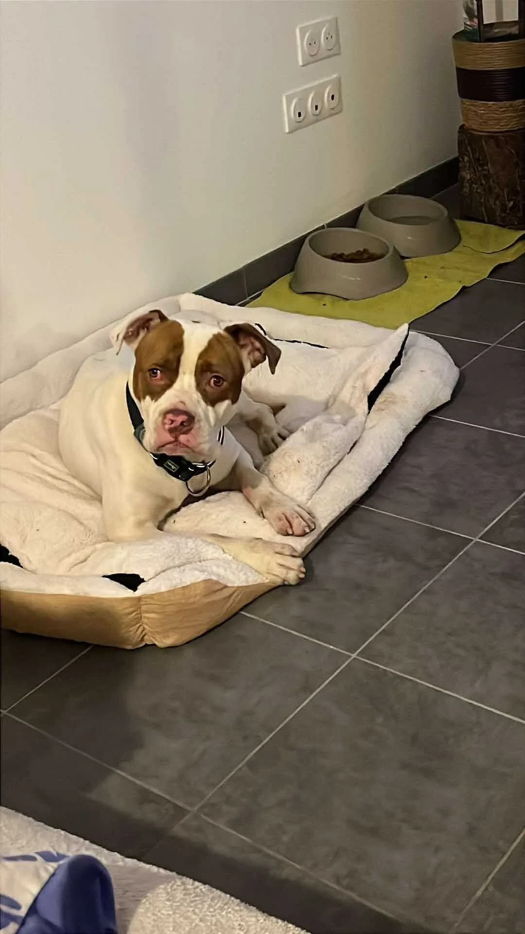 Alpha, male Mixed Breed for adoption at APAA Trégrom — photo 2 of 3