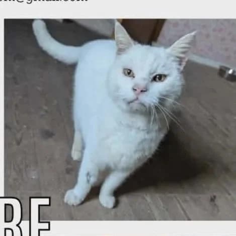 Izore, male senior European Shorthair for adoption at APAA Trégrom