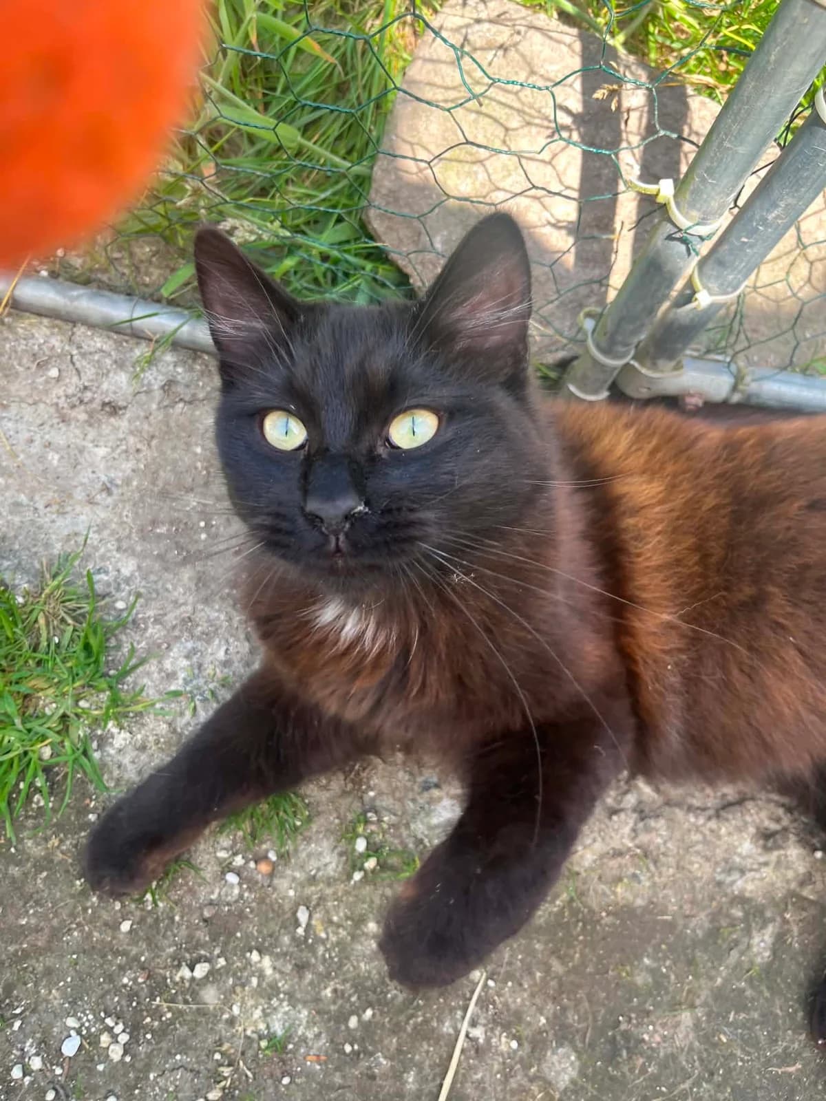 Lucien, male young European Shorthair for adoption at APAA Trégrom