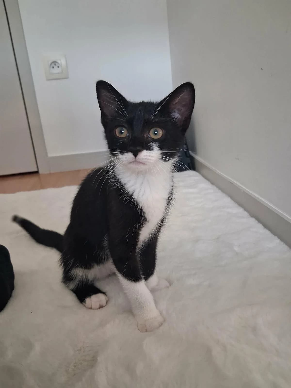 Lylo, female puppy European Shorthair for adoption at APAA Trégrom