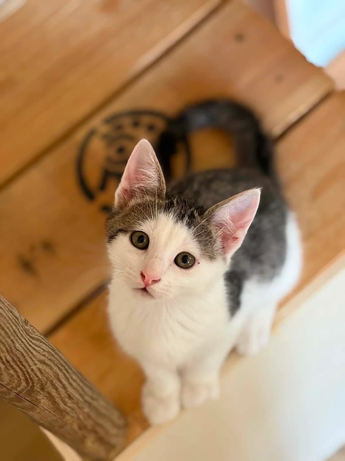 Mango, male puppy European Shorthair for adoption at APAA Trégrom