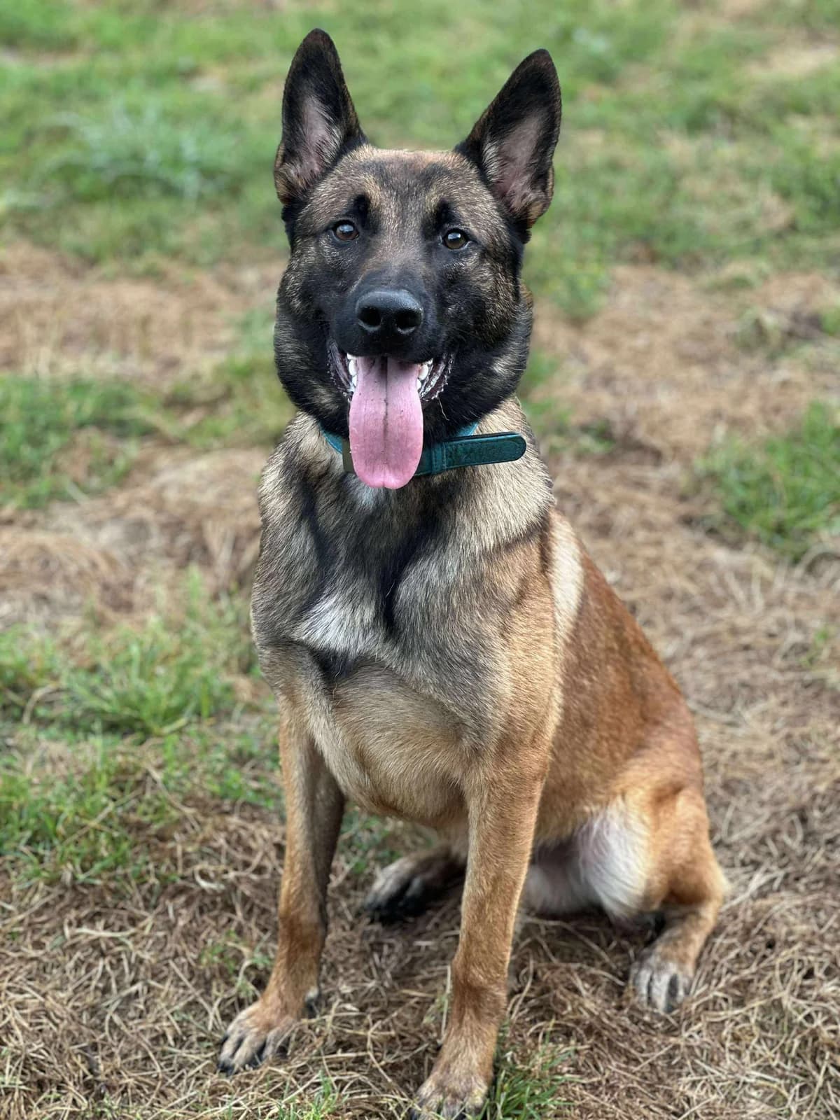 Massoum, male young Belgian Malinois for adoption at APAA Trégrom