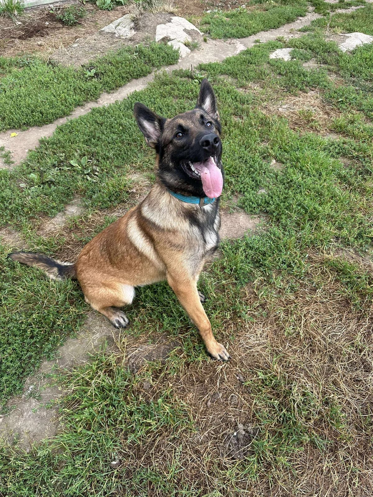Massoum, male Belgian Malinois for adoption at APAA Trégrom — photo 2 of 3