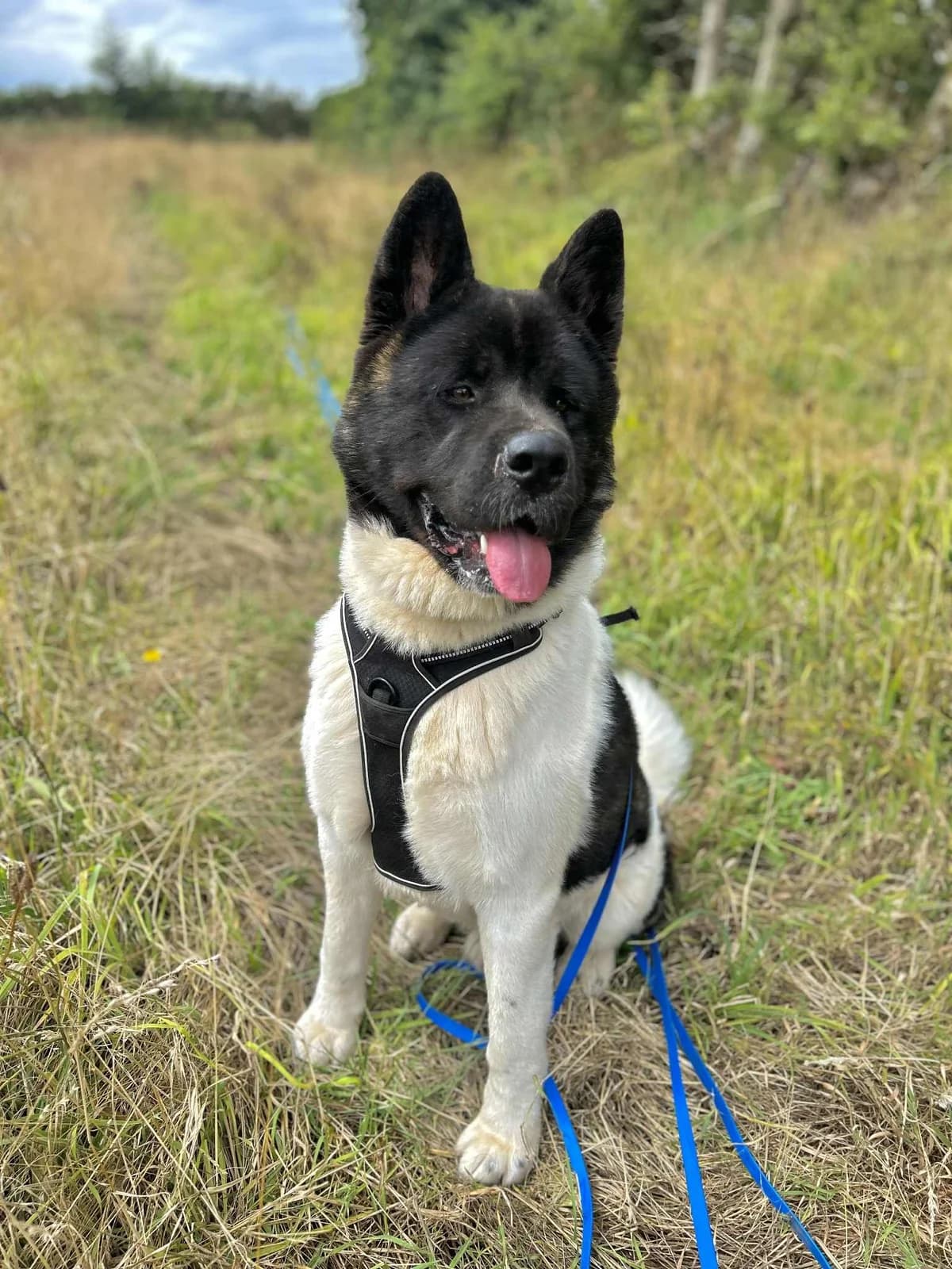 Max, male young Akita for adoption at APAA Trégrom