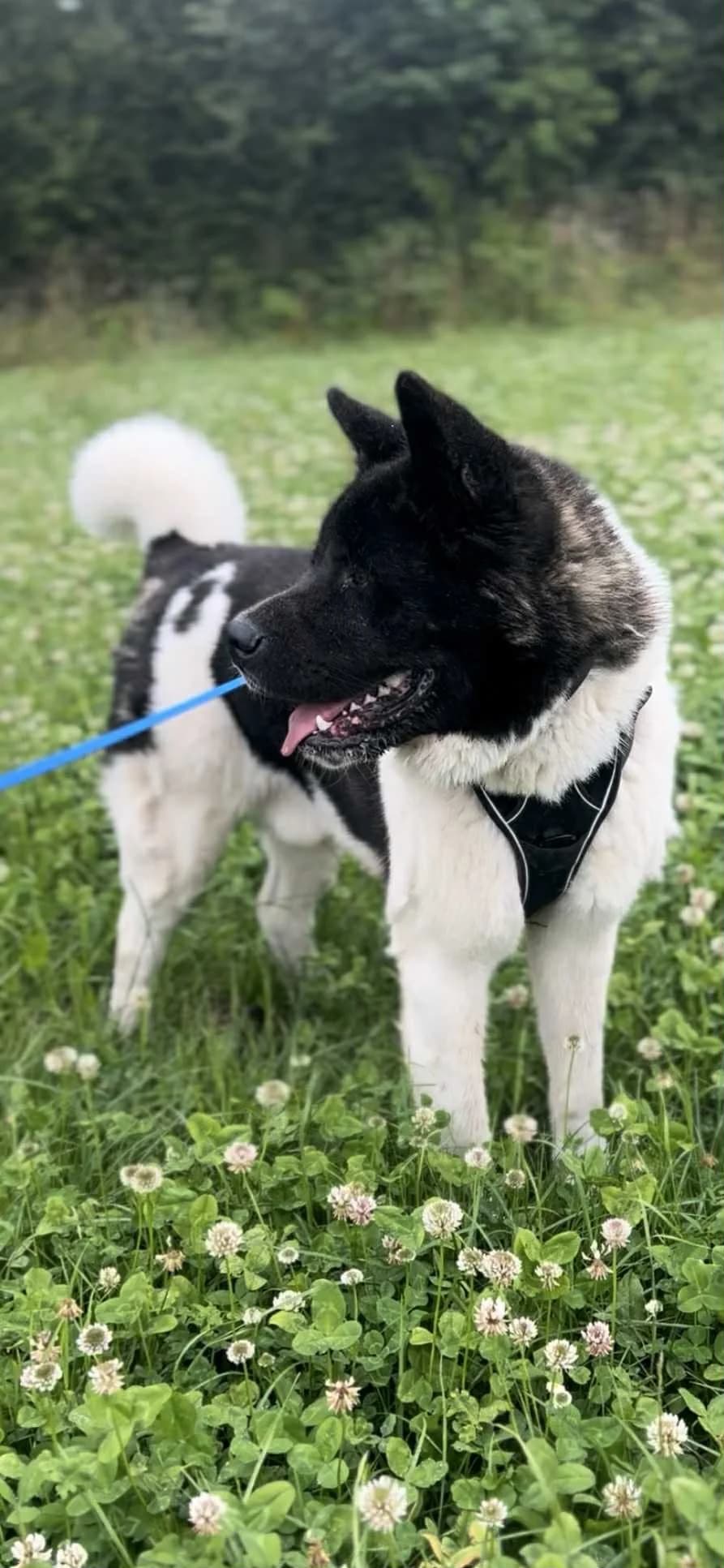Max, male Akita for adoption at APAA Trégrom — photo 2 of 3