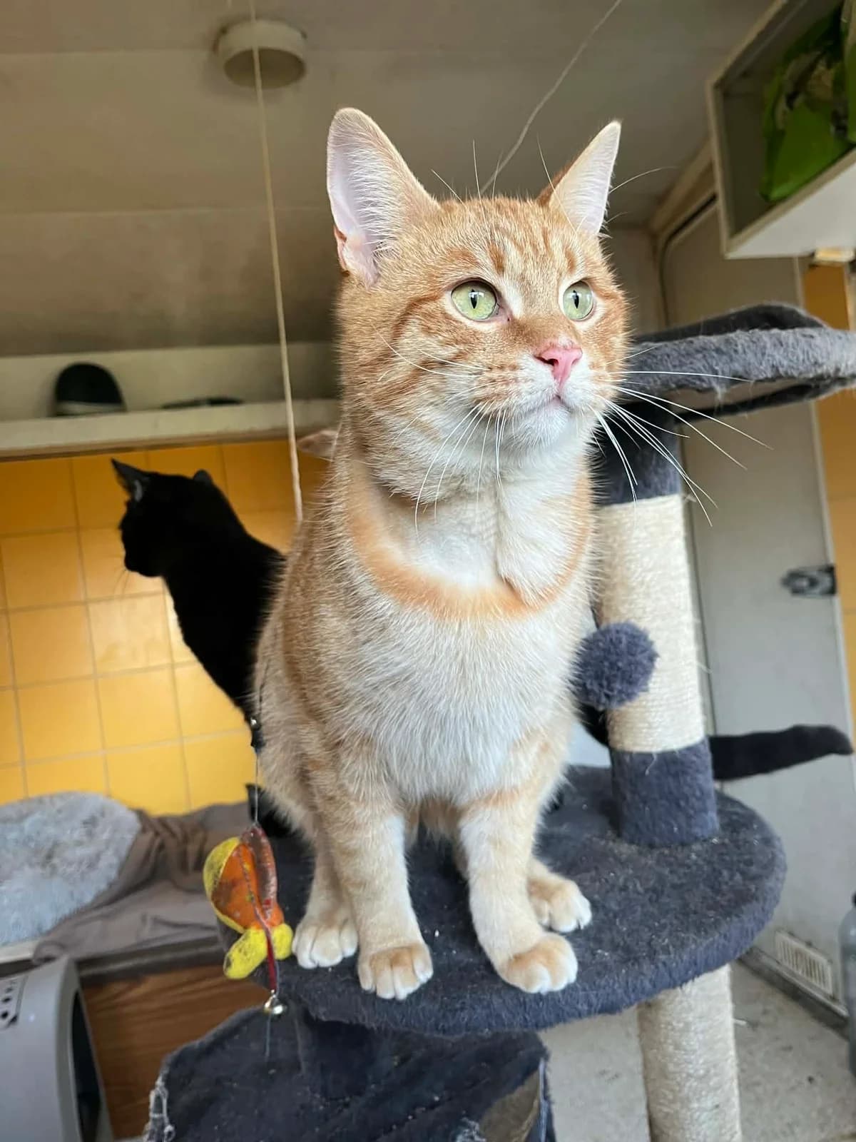 Morty, male young European Shorthair for adoption at APAA Trégrom